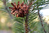 Pinus mugo